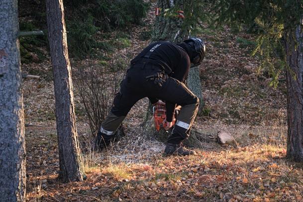 Trädfällning arborist tjänster Skaraborg Trädfällning arborist tjänster Skaraborg