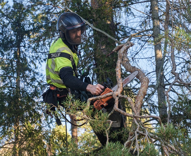 Trädfällning prisvärd service Skaraborg Trädfällning prisvärd service Skaraborg