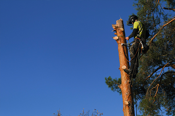 trädfällning hög tall östergötland