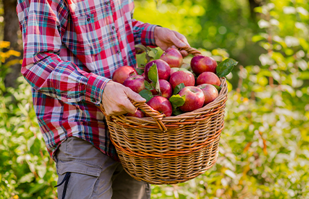 Fruktkorg Exotiska Smaker Stockholm Fruktkorg Exotiska Smaker Stockholm