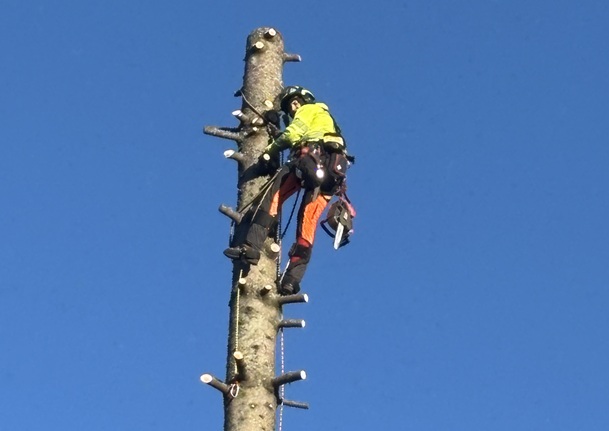 Tr&auml;df&auml;llning G&ouml;teborg