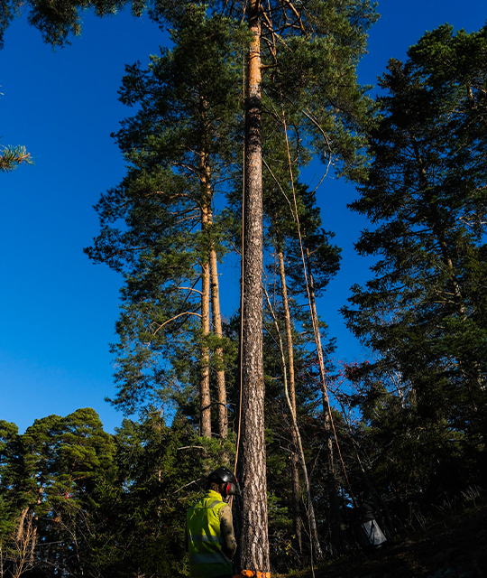 trädfällning östergötland