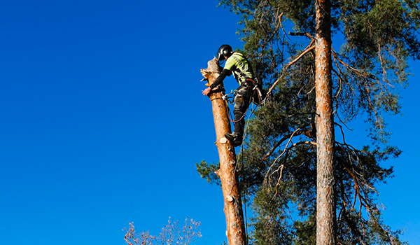 trädfällning säker metod östergötland
