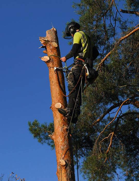 trädfällning i östergötland