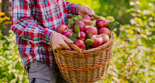 Fruktkorg i Stockholm Fruktkorg i Stockholm